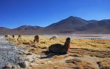 BOLIVIA 2 - Lama alla Laguna Colorada - 9